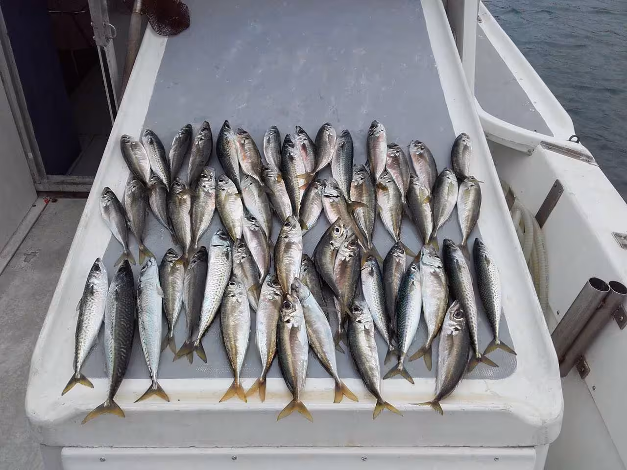 Successful fishing day with a bountiful catch of fresh fish displayed on the deck, ideal for sport fishing lovers.