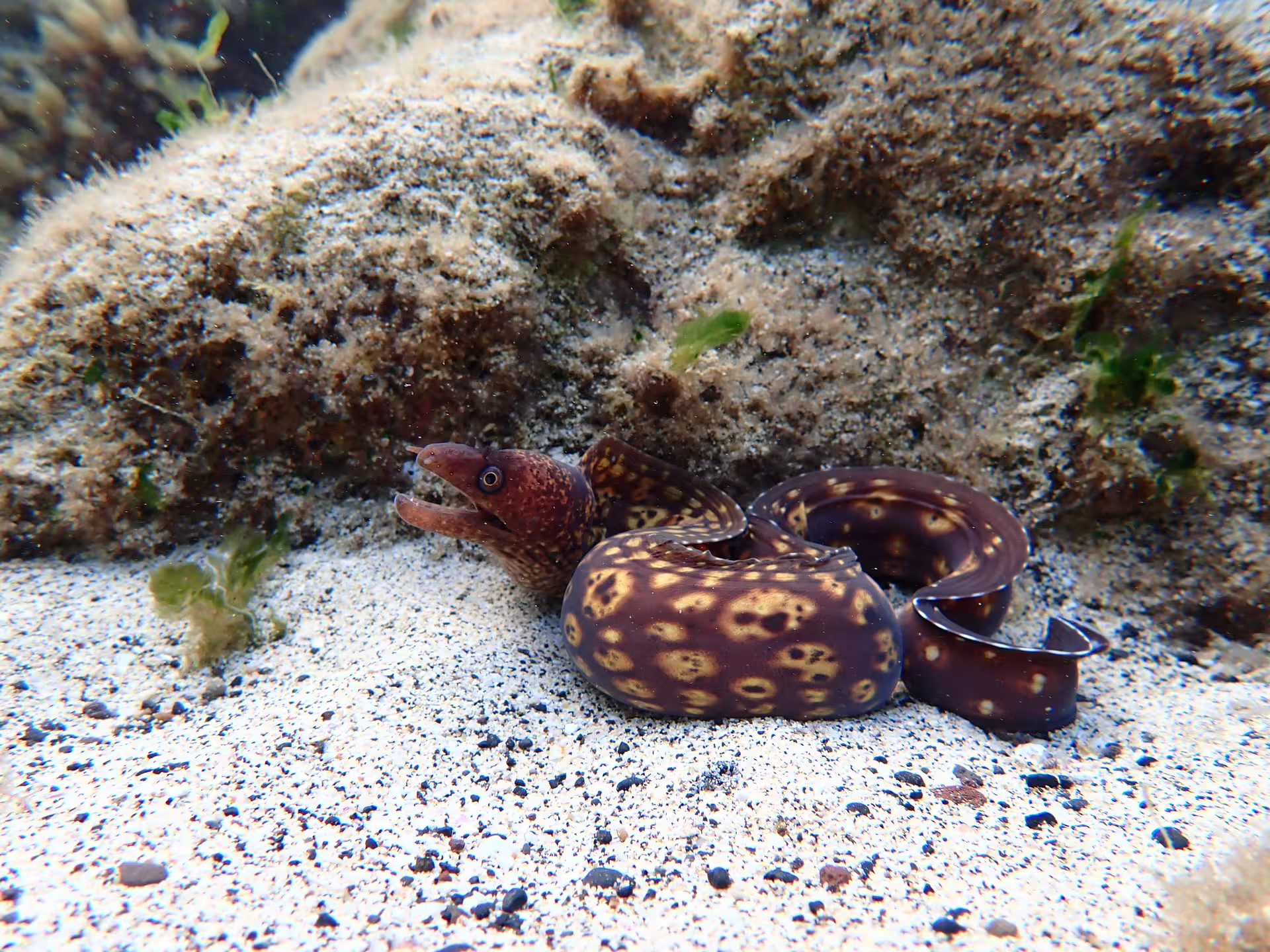 Vibrant spotted eel nestled among rocks and sand in crystal-clear waters, ideal for snorkeling tours and marine exploration.