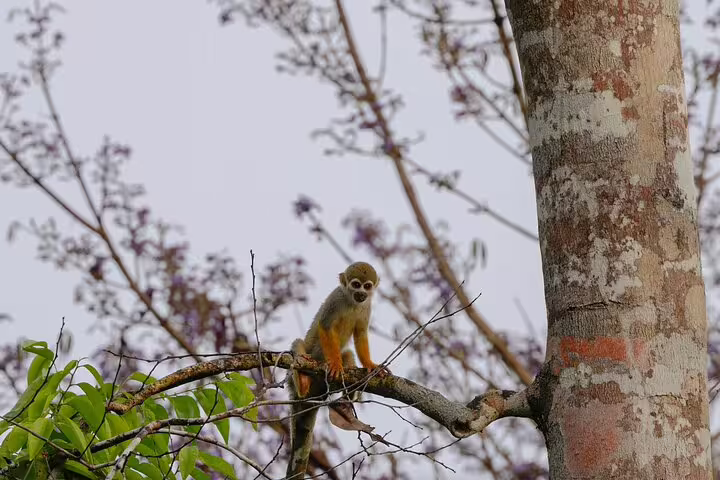 Squirrel monkey perched on a tree branch, capturing the diverse fauna of the Amazon Jungle experience.