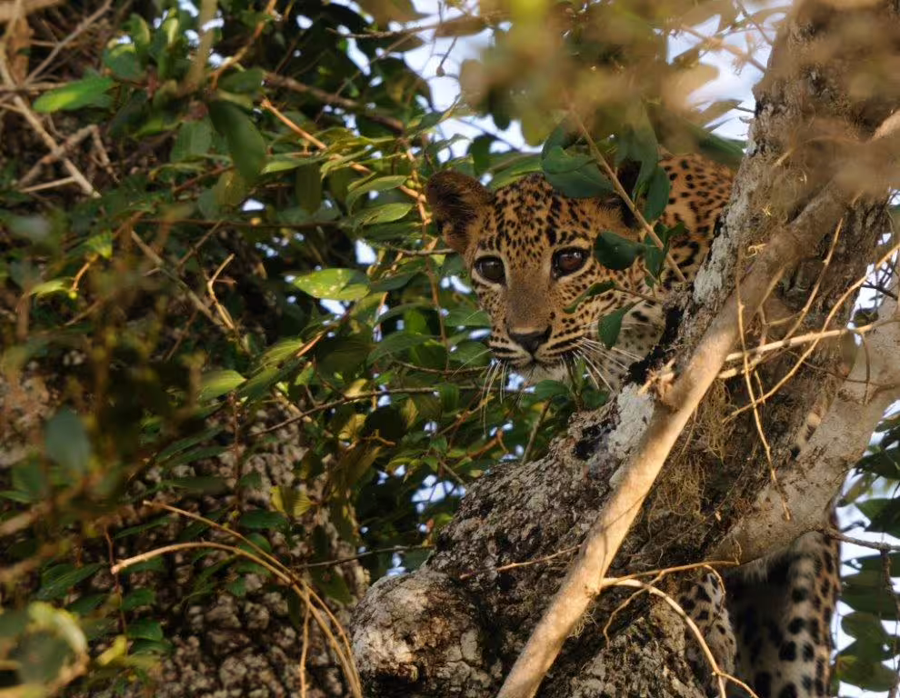 Elusive leopard camouflaged in a tree in Sri Lanka, a highlight for adventurous wildlife safari tours.