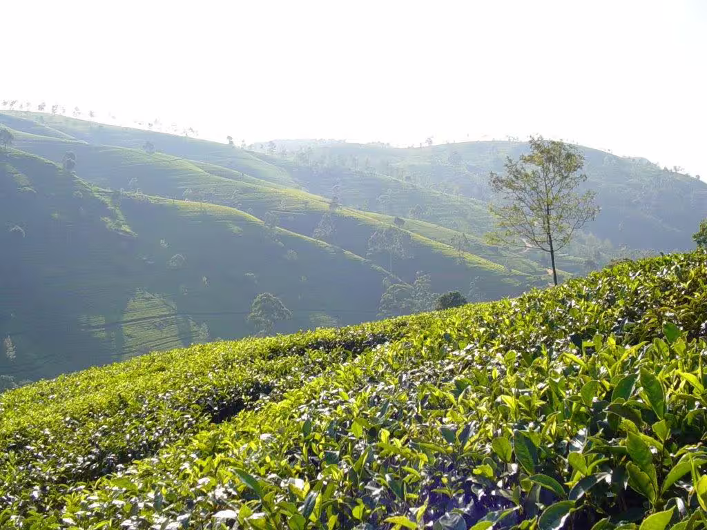 Expansive tea plantation on rolling hills in Sri Lanka, showcasing vibrant greenery under a bright, sunny sky.