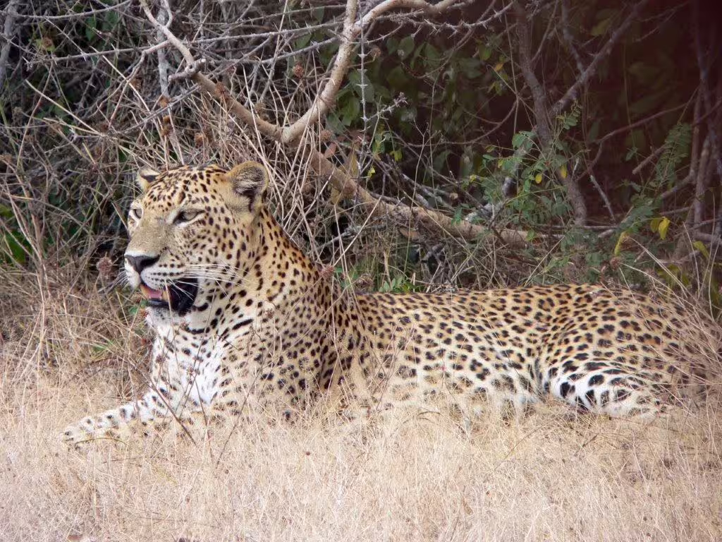 Sri Lankan leopard resting in the grass, showcasing its distinctive spotted coat during a wildlife tour.