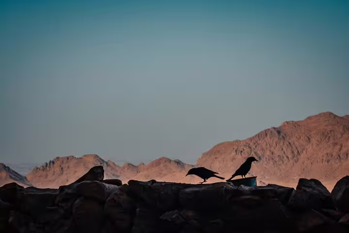 Birds perched on rocks with Sinai mountains backdrop near St Catherine, part of Moses Mountain tour from Taba