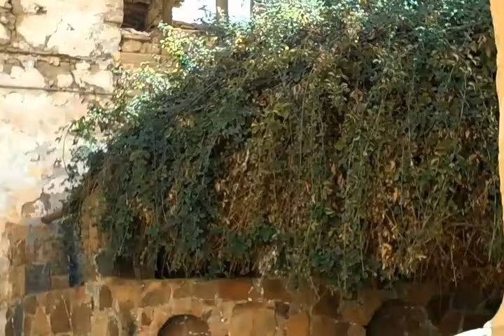 Ancient stone wall with lush greenery at St Catherine Monastery, visited on private day tour from Sharm El Sheikh