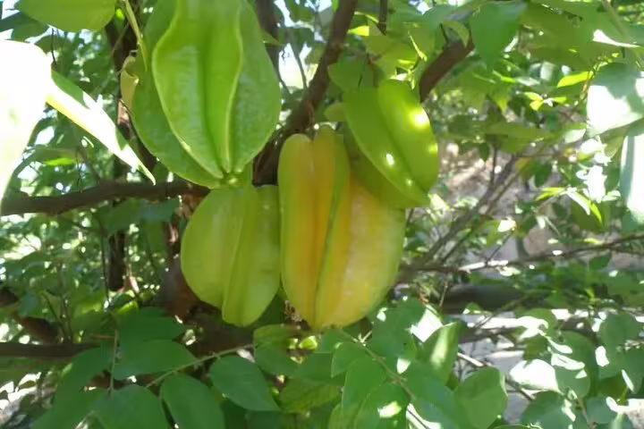 Bright starfruit hanging on a lush tree at Chania's Botanical Garden, a highlight of the private half-day tour.