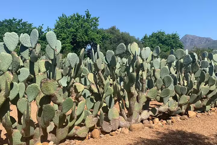 Vibrant cactus garden under clear blue skies, showcasing unique flora in the scenic Stellenbosch area.