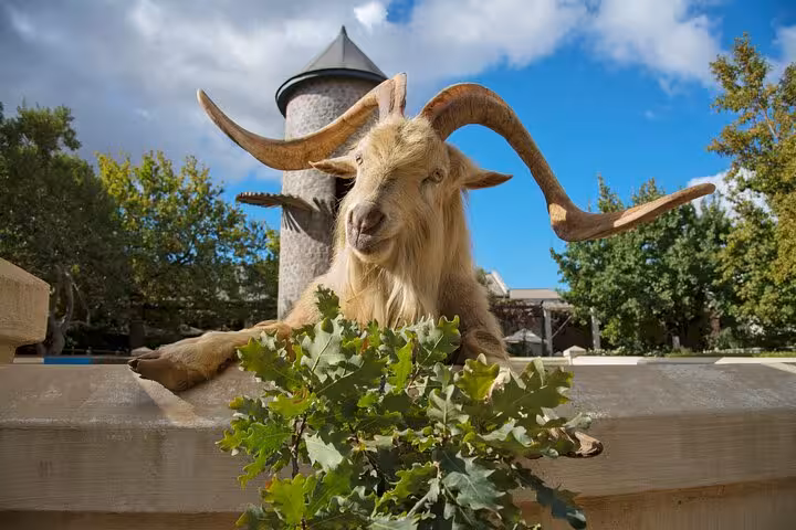 A goat with impressive horns poses near lush greenery, representing the unique attractions in Stellenbosch's Fairview Wine Estate.
