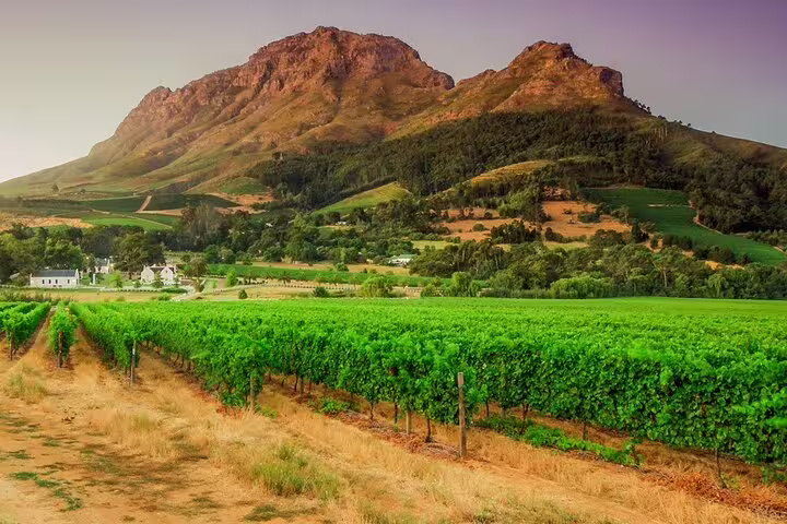 Stellenbosch vineyard rows with mountain backdrop, private Cape Town wine tasting tour with scenic views