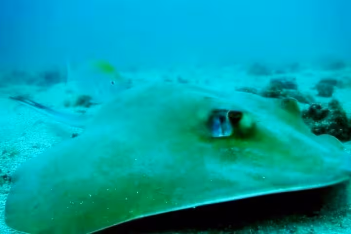 Close-up of a stingray resting on the sandy ocean floor, showcasing marine life during a morning diving baptism tour.