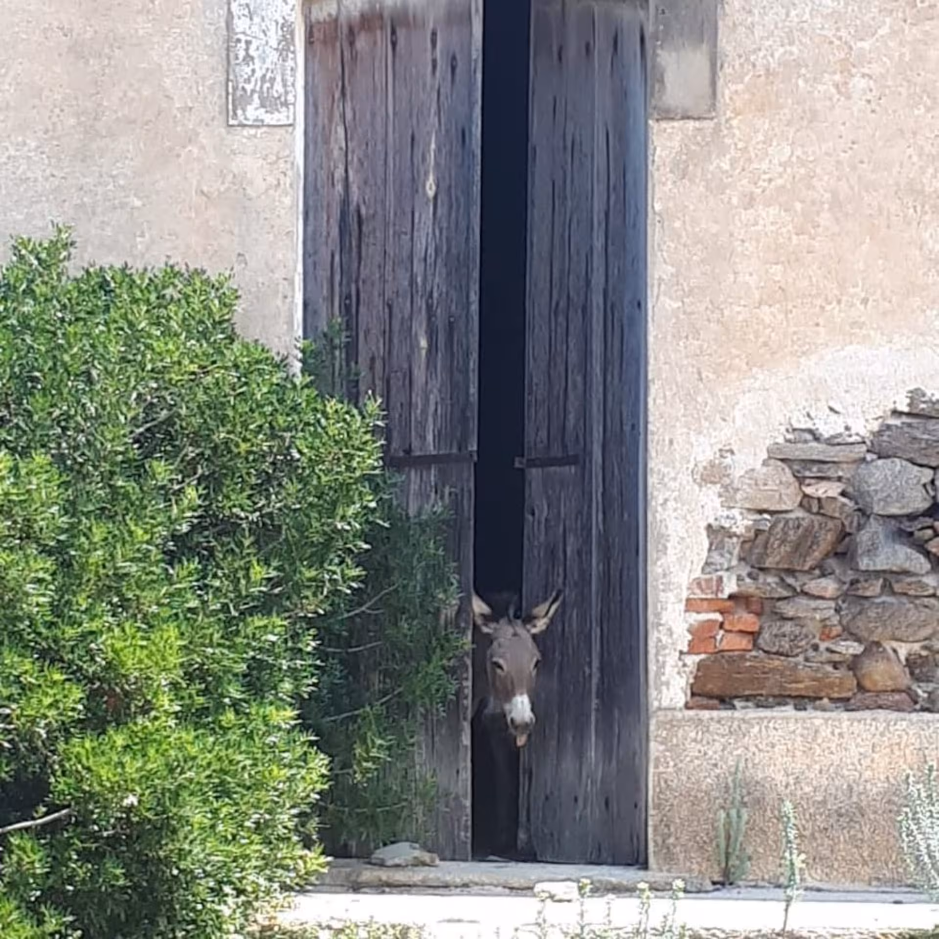 Curious donkey peeks through a rustic barn door on Asinara Island, a highlight of the Stintino boat tour.