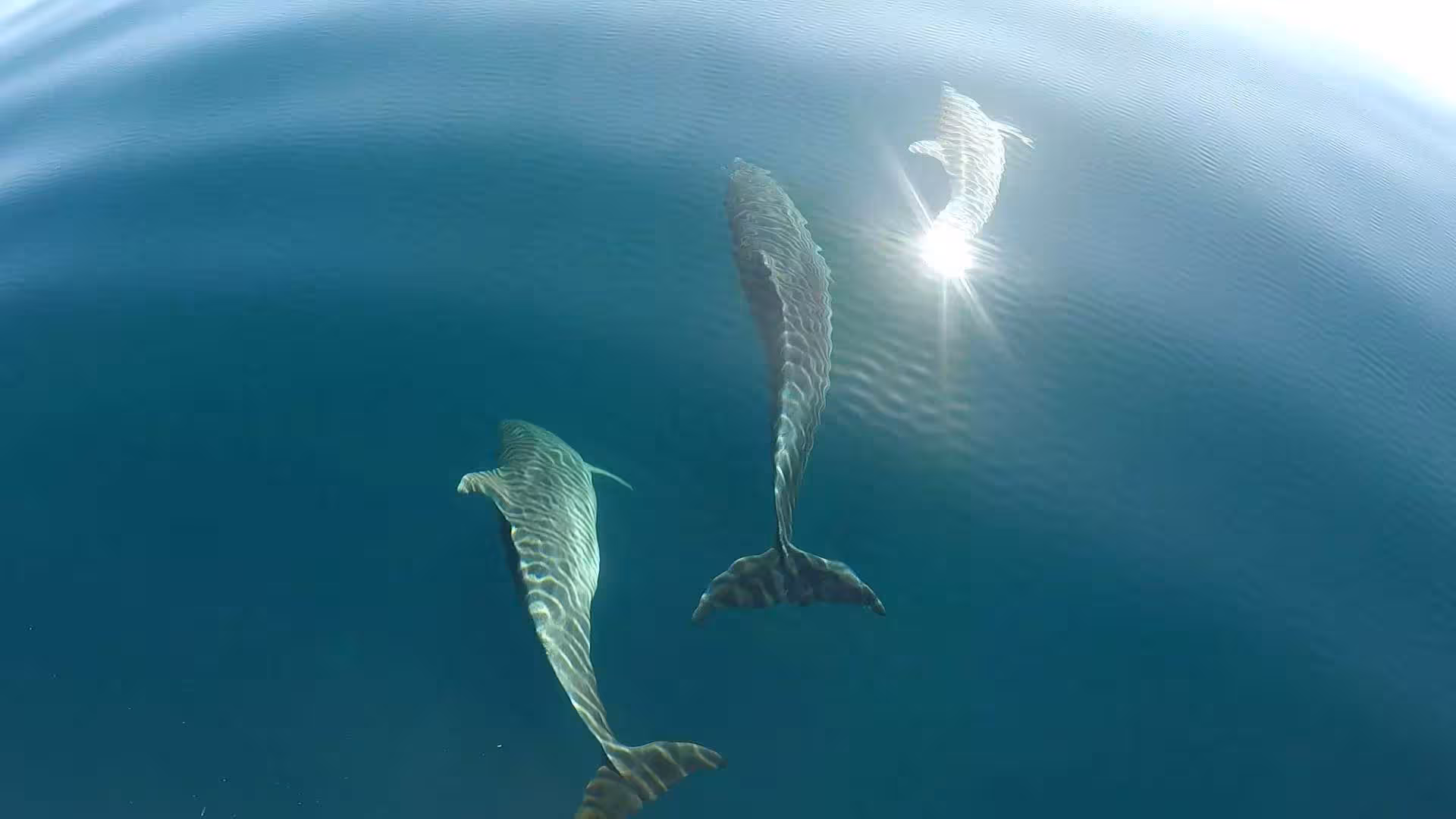 Three dolphins swimming gracefully in the clear blue waters during an Asinara sailboat tour.
