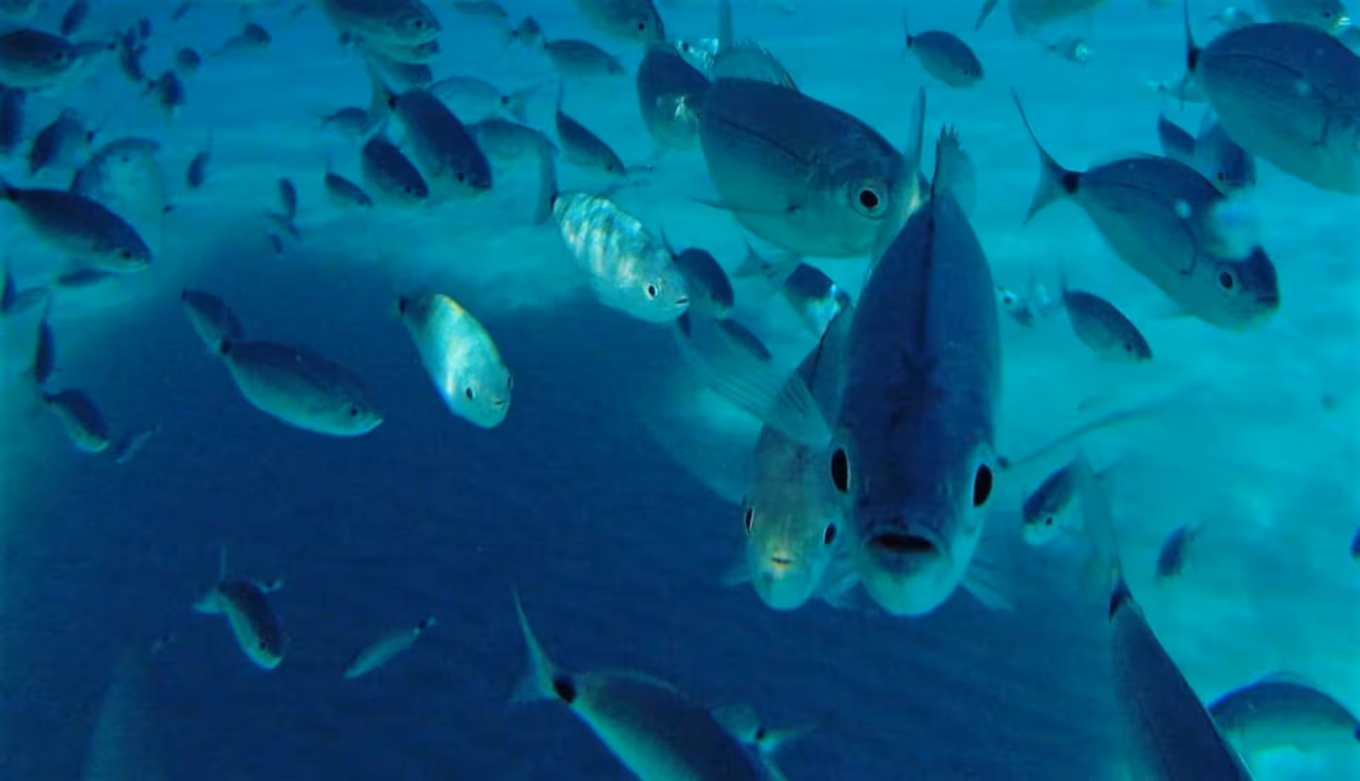 A vibrant school of fish swimming in the clear waters near Asinara Island during a Stintino boat excursion.