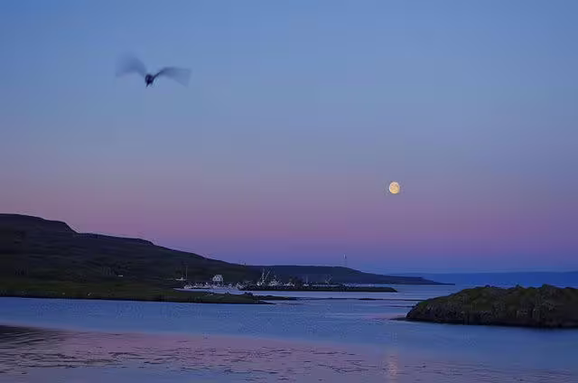 Full moon rising over Strandir coastline at dusk with bird in flight, Iceland
