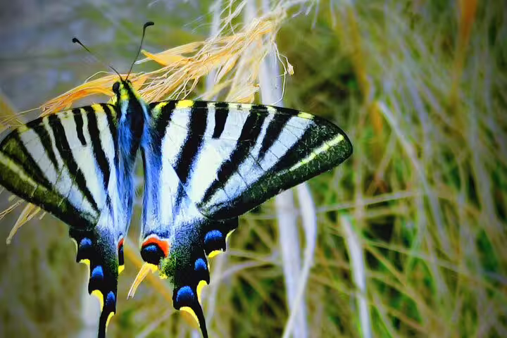 Close-up of a vibrant striped butterfly resting on dry grass, highlighting the natural beauty of the West Coast tour.