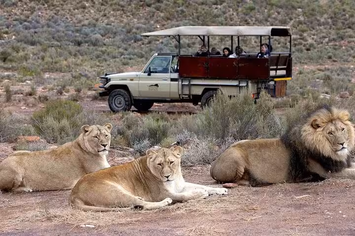 Safari vehicle with tourists observing lions in natural habitat during Sunset Big 5 Aquila Safari experience.