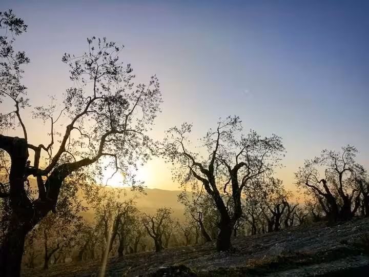 Scenic sunset over a serene olive grove, perfect for discovering the secrets of extra virgin olive oil production.