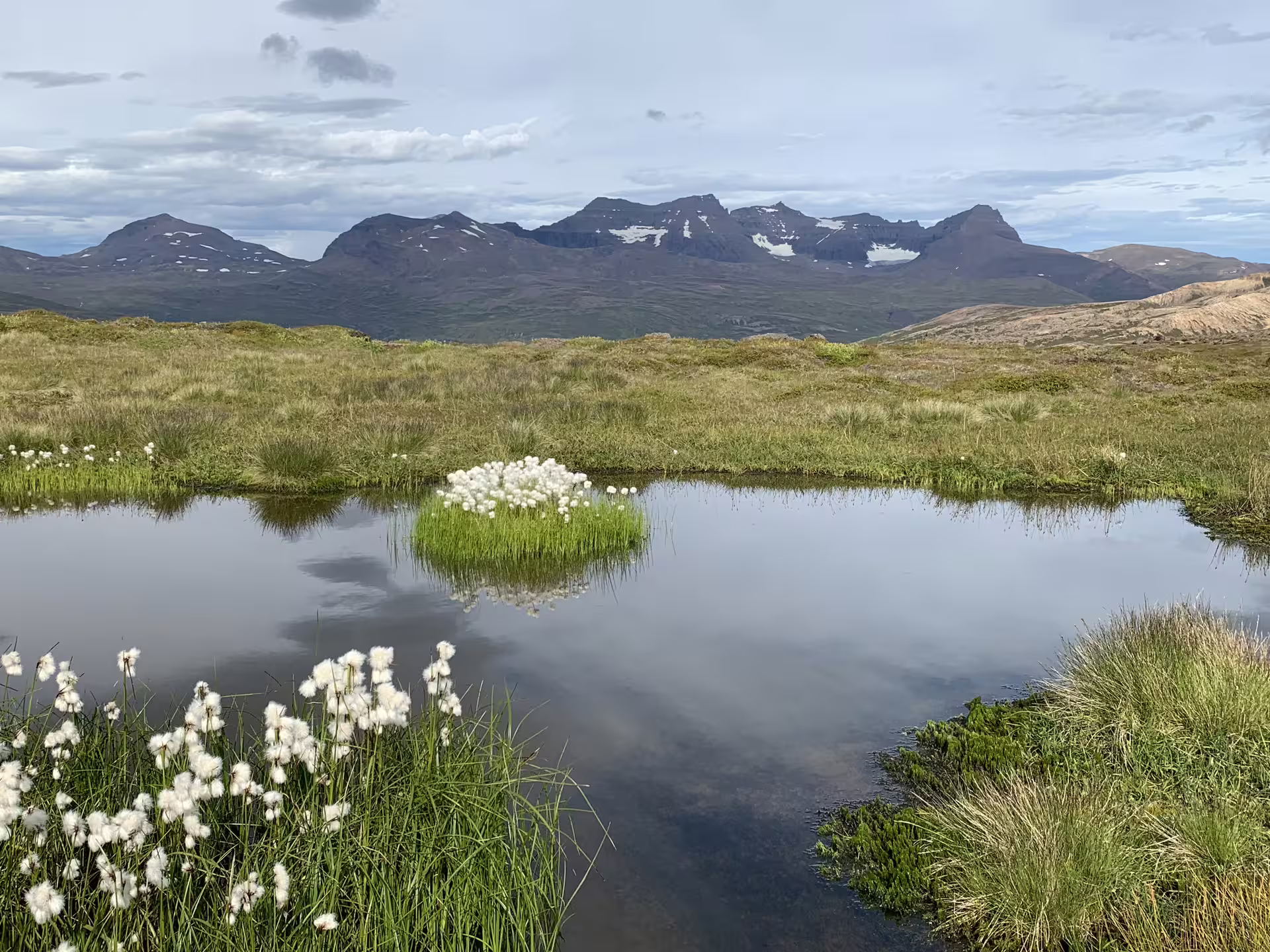 Cotton grass blooming beside a still tarn with snow-capped mountains in the background on a private super jeep tour