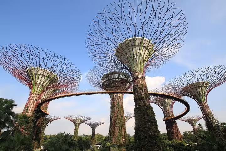 Towering Supertree Grove structures with skyway bridge at Gardens by the Bay Singapore private car tour