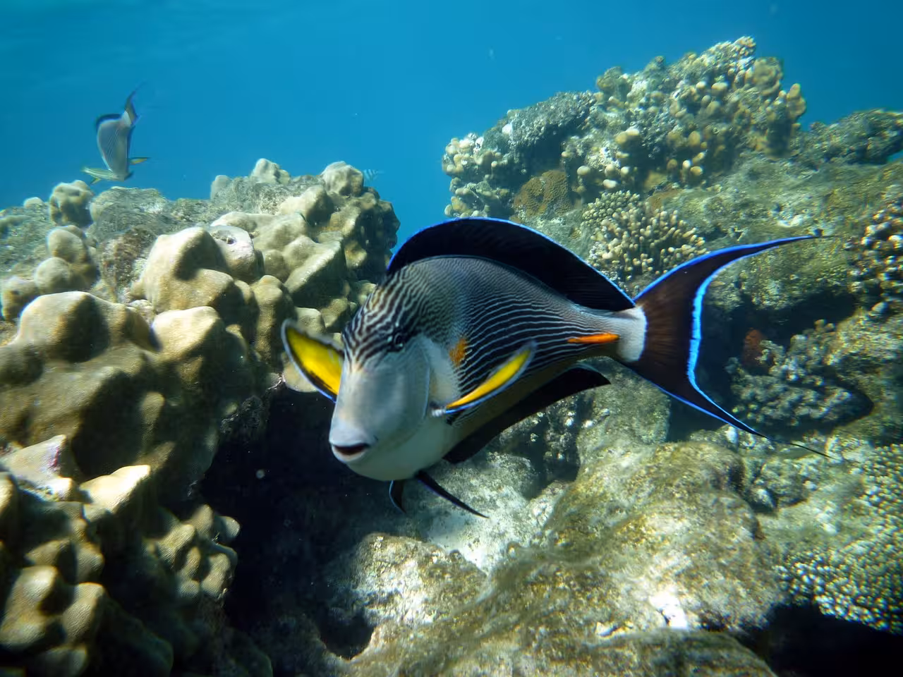 Colorful surgeonfish swimming over coral reef at Sataya Reef snorkeling site in Red Sea