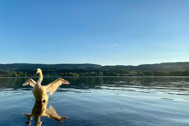 Swan spreading wings on calm lake near Zurich with green hills and blue sky backdrop