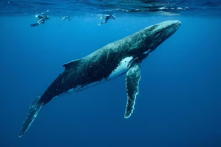 Snorkelers swimming alongside a large humpback whale in the clear blue waters of Moorea