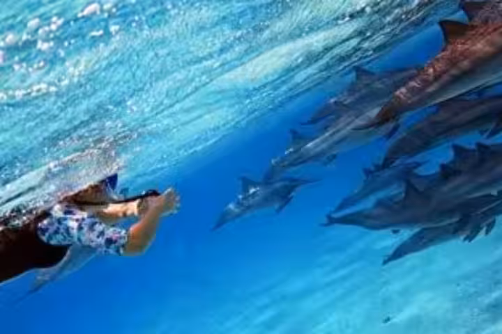 Snorkeler swimming underwater alongside a large pod of dolphins at Sataya Reef