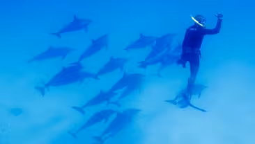 Snorkeler swimming underwater with a large pod of dolphins at Sataya Reef in clear blue water