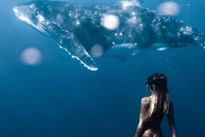 Freediver swimming underwater alongside a humpback whale in the blue waters of Moorea
