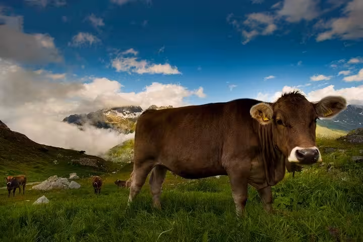 Close-up of a cow grazing in a picturesque Swiss alpine meadow, framed by majestic mountains and a vibrant blue sky.