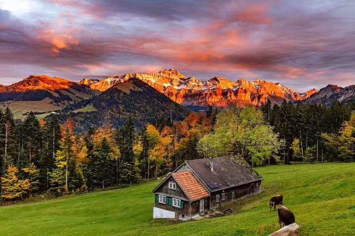 Scenic sunset over Swiss Alps with a rustic chalet and grazing cows in a lush green meadow.