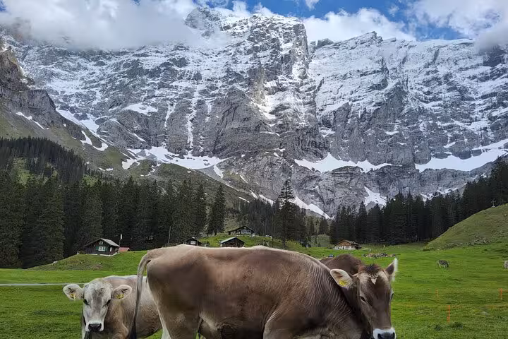 Grazing cows beneath snowcapped Swiss Alps peaks, classic view on 4 Day Trekking Tour Swiss Magic Through the Alps