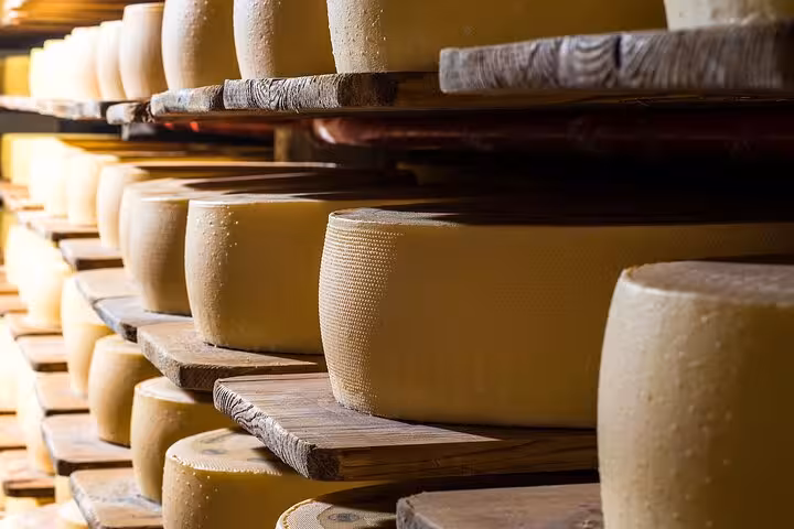 Aging wheels of Swiss cheese on wooden shelves in an authentic Alpine cheese cellar.