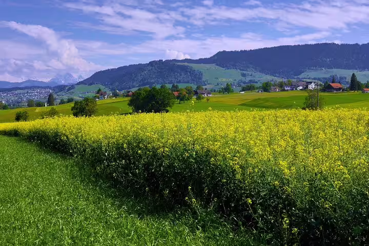 Lush green Swiss countryside with yellow rapeseed fields, rolling hills, and snow-capped Alps near Lucerne