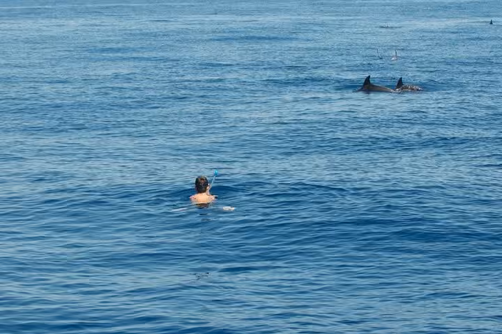 Snorkeler swimming close to wild dolphins surfacing in the blue Mediterranean Sea during a Syracuse boat tour