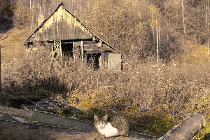 Tabby cat resting on wooden logs near a rustic abandoned barn in Taga Mountains forest