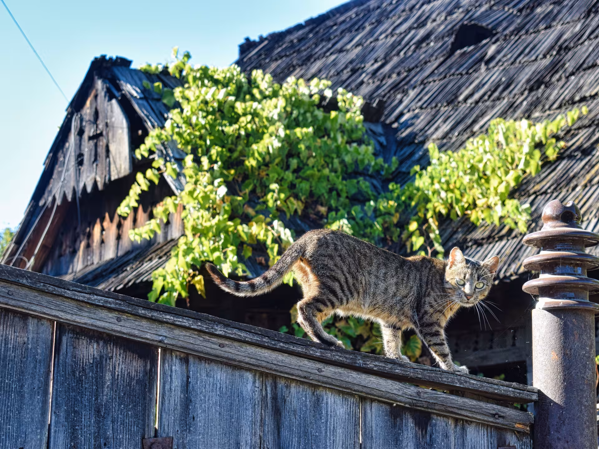 A curious tabby cat walks along a rustic wooden fence in a traditional Maramures rural village setting