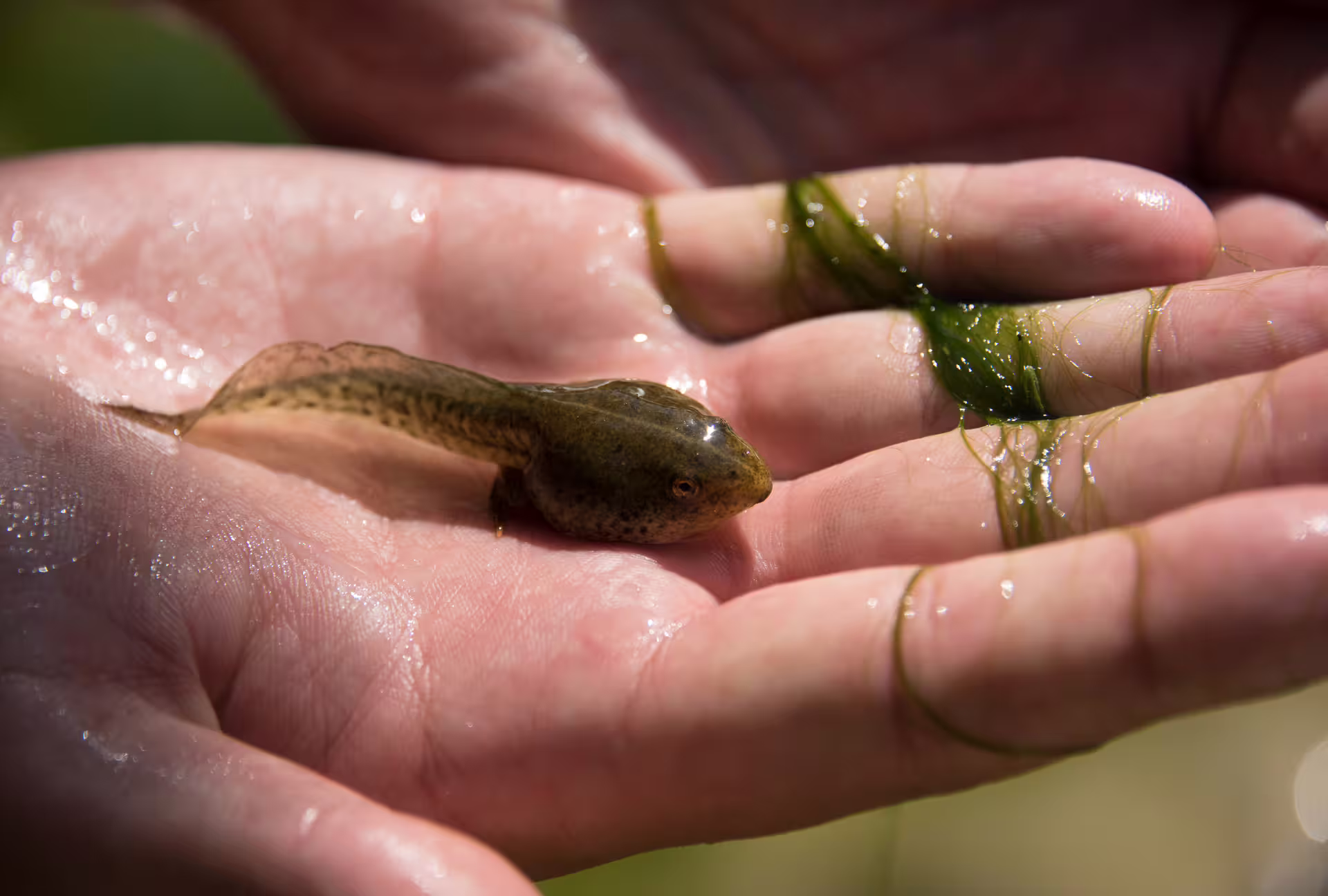 Close-up of a tadpole in a hiker’s hand at Polylimnio Waterfalls, Messinia, on a nature hike tour