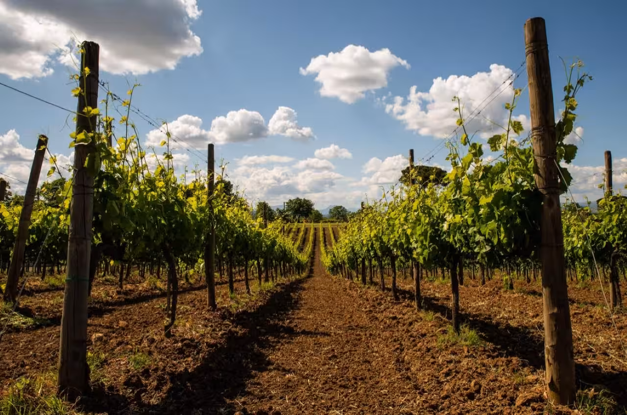 Sunlit vineyard rows in Taurasi, Campania, where Aglianico grapes grow for DOCG wine tasting tours