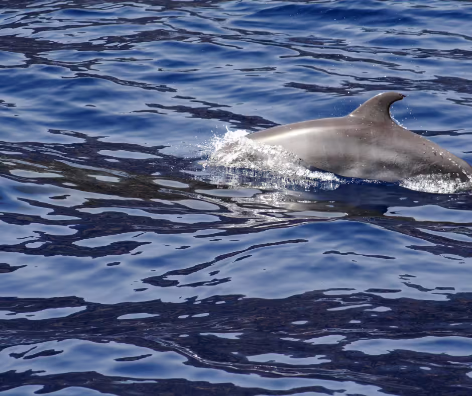 Dolphin gliding through shimmering blue waters, part of the Teide y Delfines magical day tour experience.