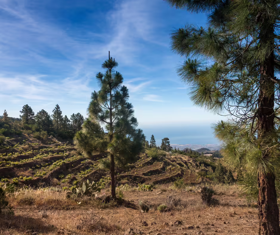 Scenic view of Teide National Park's terraced landscape with lush pine trees and ocean horizon, ideal for nature tours.