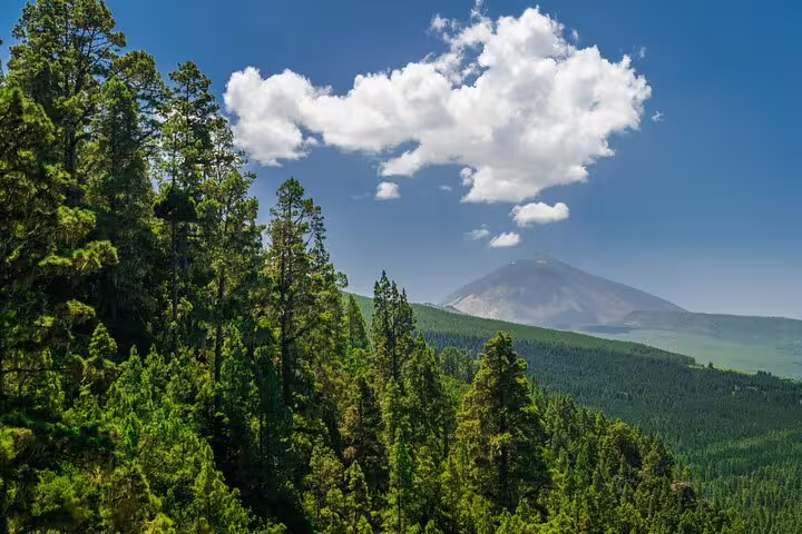 Majestic view of Teide National Park with lush green pine forests and Mount Teide under a vibrant blue sky.