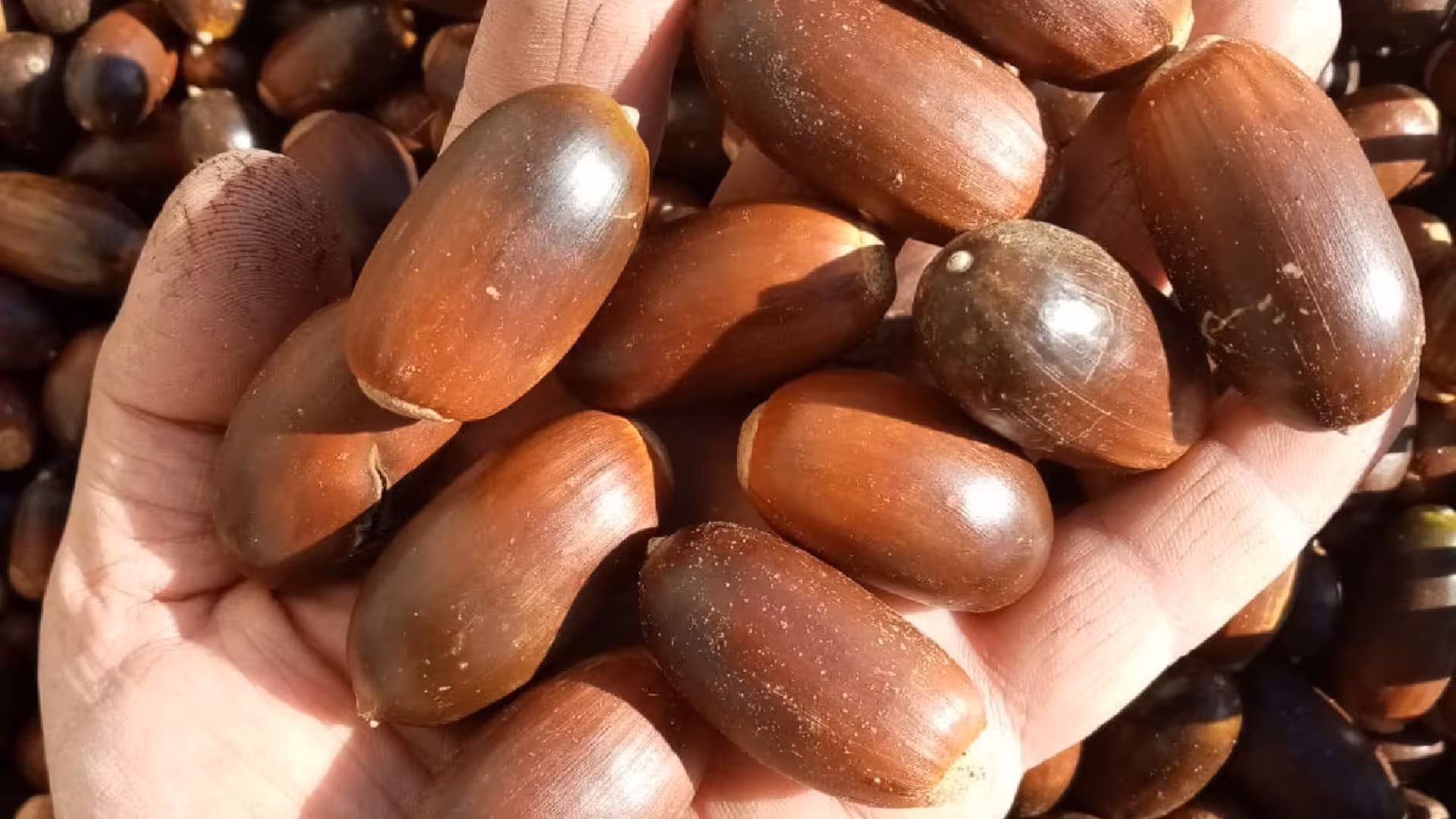 Handful of fresh acorns glistening in the sunlight, highlighting local ingredients used in Tempio Pausania distillation.