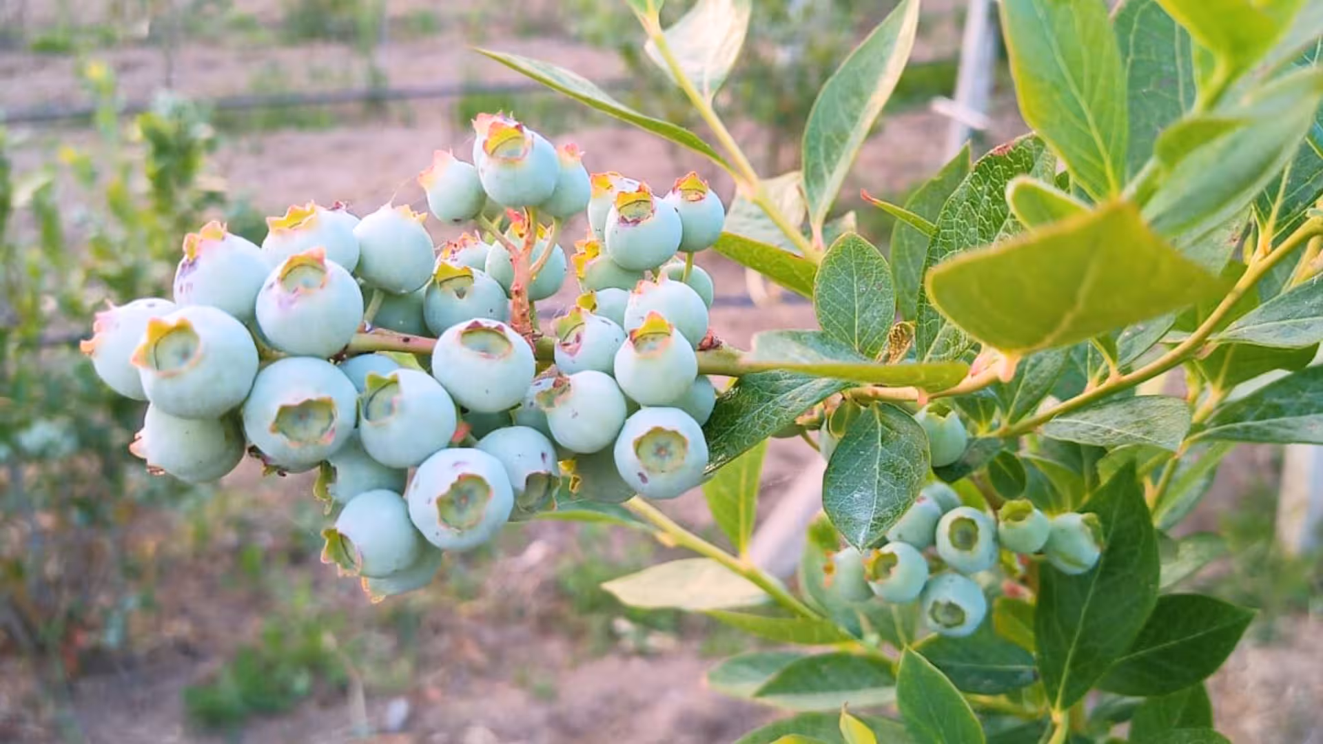 Vibrant cluster of unripened blueberries on a branch, showcasing the natural bounty of Tempio Pausania.