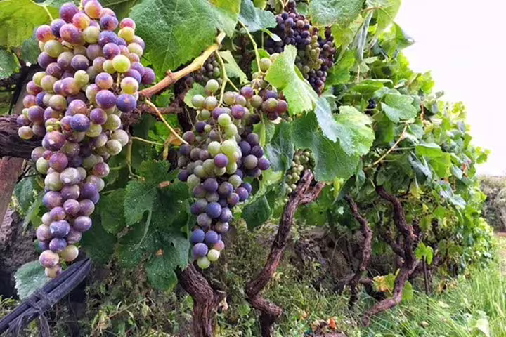 Lush vineyard with ripe grapes in Tenerife, showcasing the rich wine culture on the enogastronomic tour.