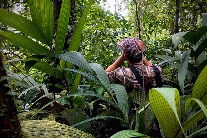 Person in camo gear observing lush rainforest greenery, enhancing the Tenorio bird watching safari experience.