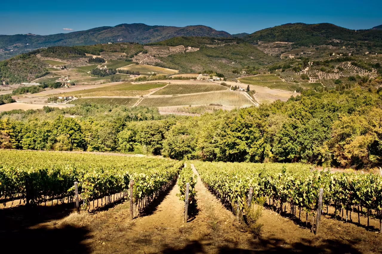 Sunlit vineyards in Tuscany near Tenuta Bossi, scenic backdrop for Chianti wine tasting of 3 wines