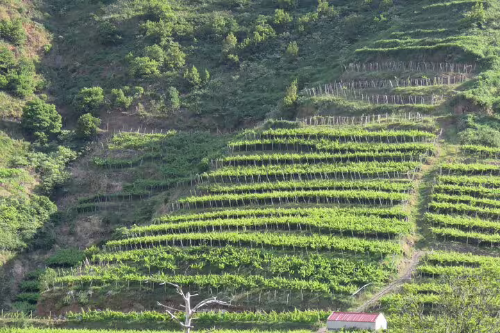 Terraced vineyards on a lush hillside near Cabo Girão, showcasing the scenic beauty of Madeira's 4x4 adventure tours.
