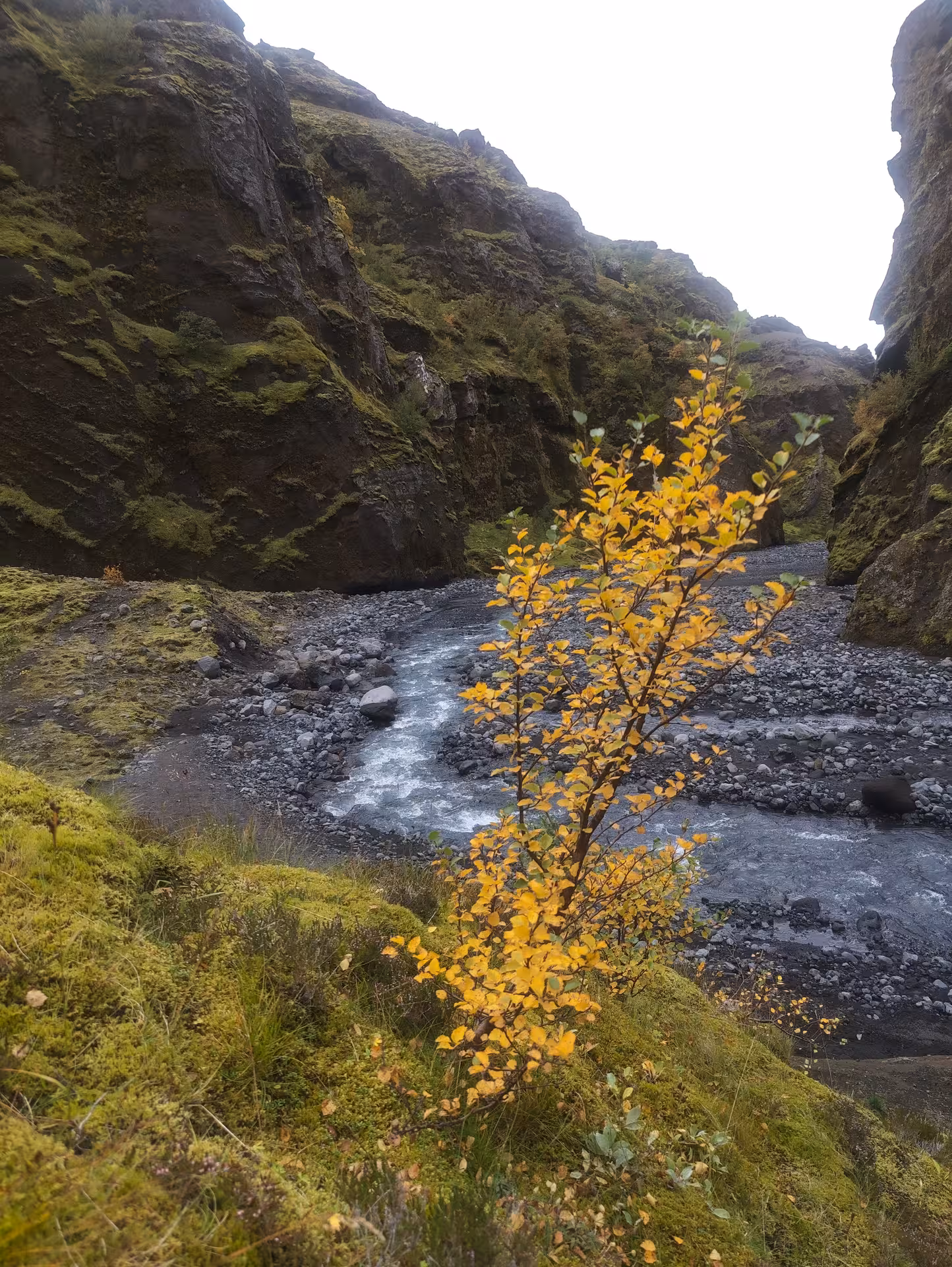 Yellow autumn birch tree beside glacial river flowing through mossy Thorsmork canyon walls in Iceland