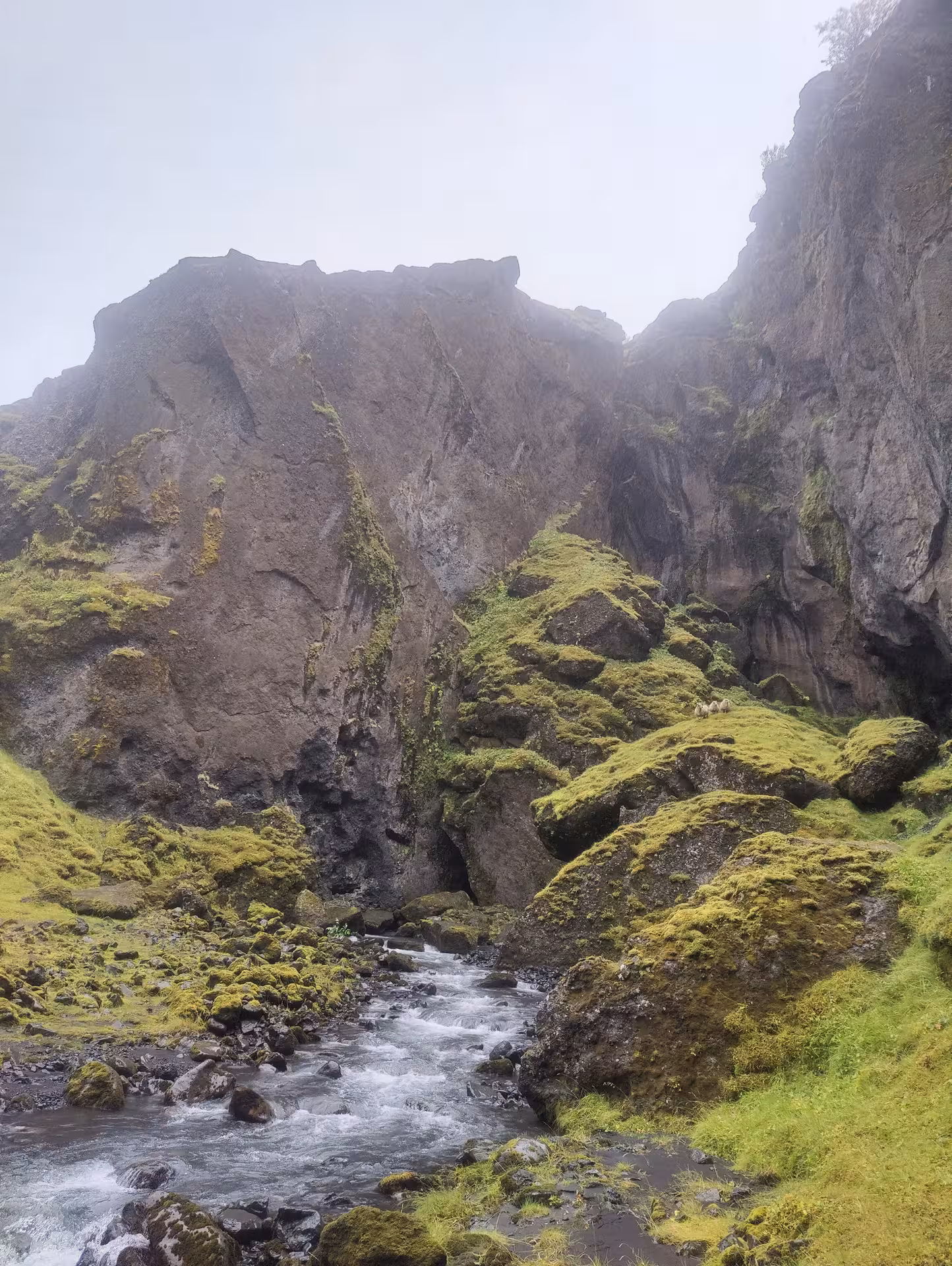 Mossy canyon with rushing stream and towering volcanic cliffs in Thorsmork, Iceland on a misty day
