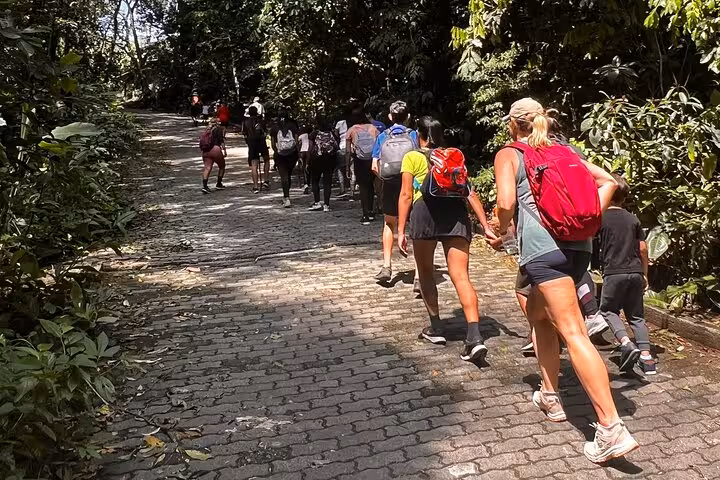 Hiking group ascends a leafy trail in Tijuca Forest, highlighted by sunlight and surrounded by dense greenery.